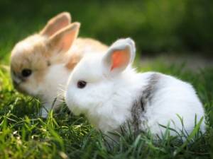 <b>Название: </b>Кролики, <b>Добавил:<b> Dominus<br>Размеры: 1600x1200, 474.6 Кб