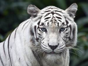 <b>Название: </b>Белый тигр, <b>Добавил:<b> Dominus<br>Размеры: 1600x1200, 1677.8 Кб