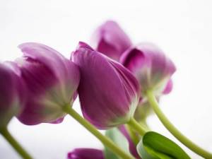 <b>Название: </b>тюльпаны, <b>Добавил:<b> Dominus<br>Размеры: 1600x1200, 187.4 Кб