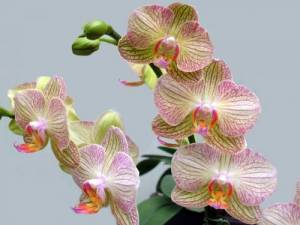 <b>Название: </b>Орхидея, <b>Добавил:<b> Dominus<br>Размеры: 1600x1200, 196.4 Кб
